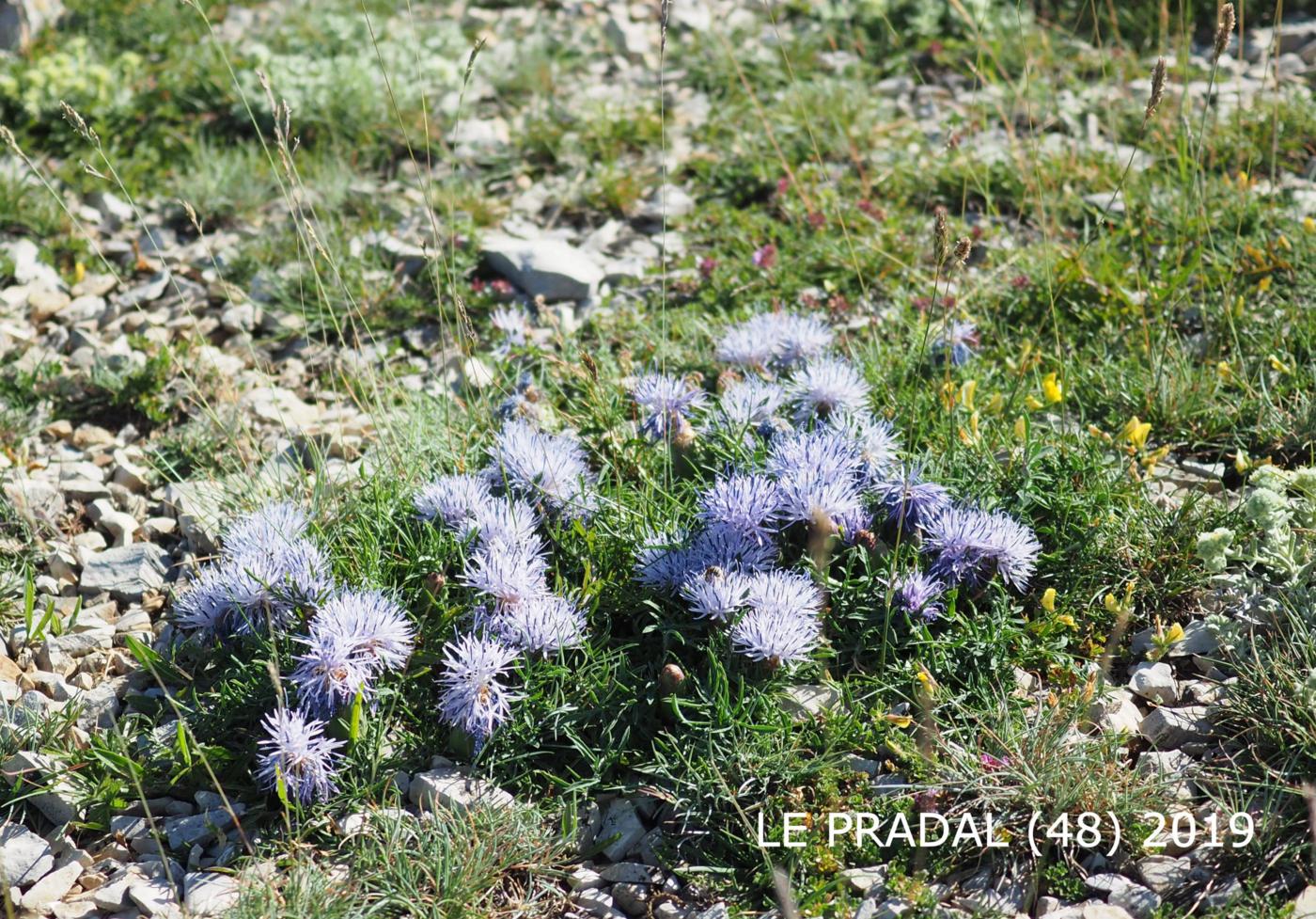 Thistle, Dwarf blue plant